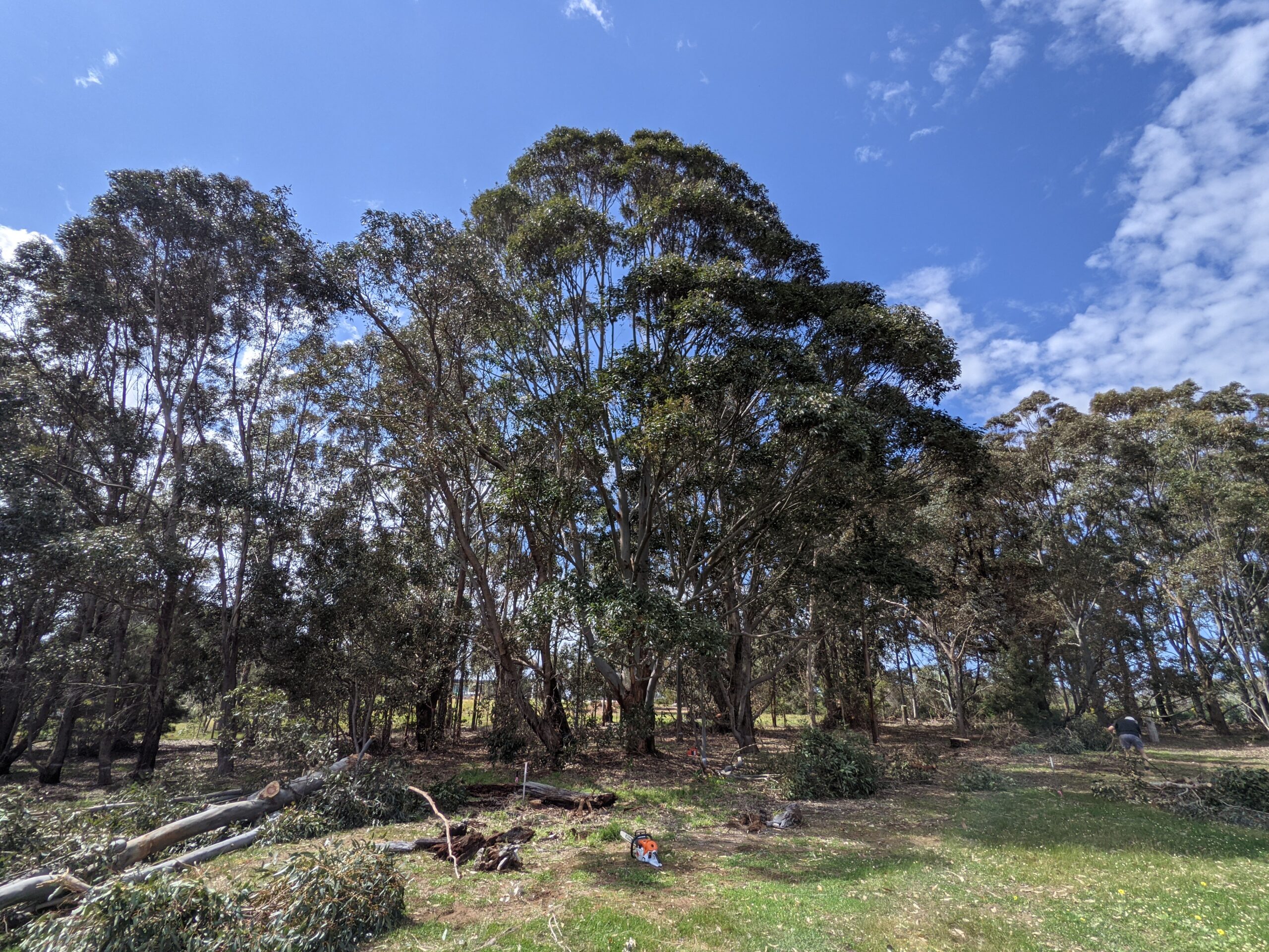 Clean up of debris and trees