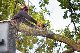 pruning tree at height