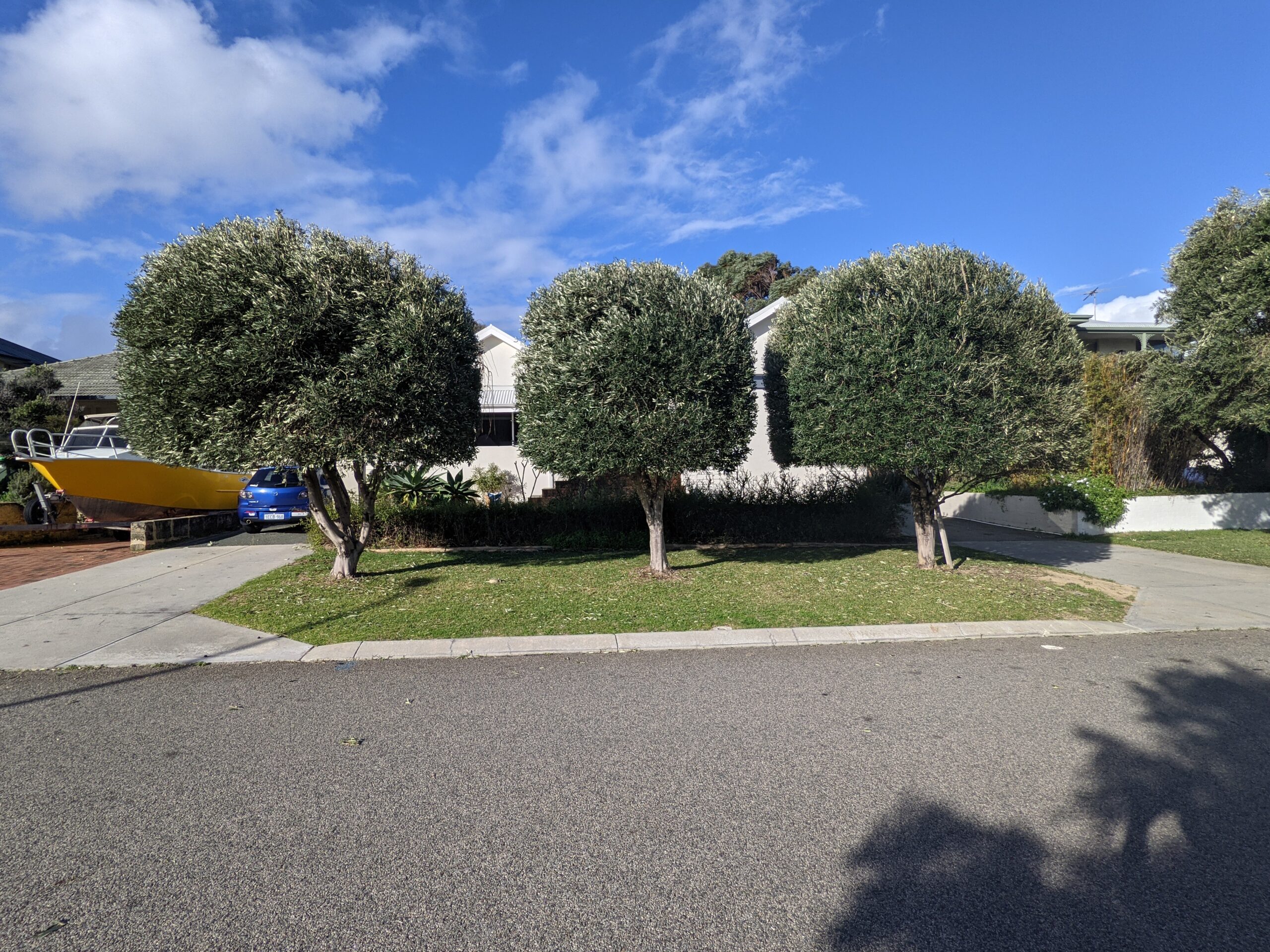 verge olive trees trimmed