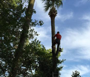 climbing to prune palm tree