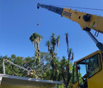 removal of tree with crane