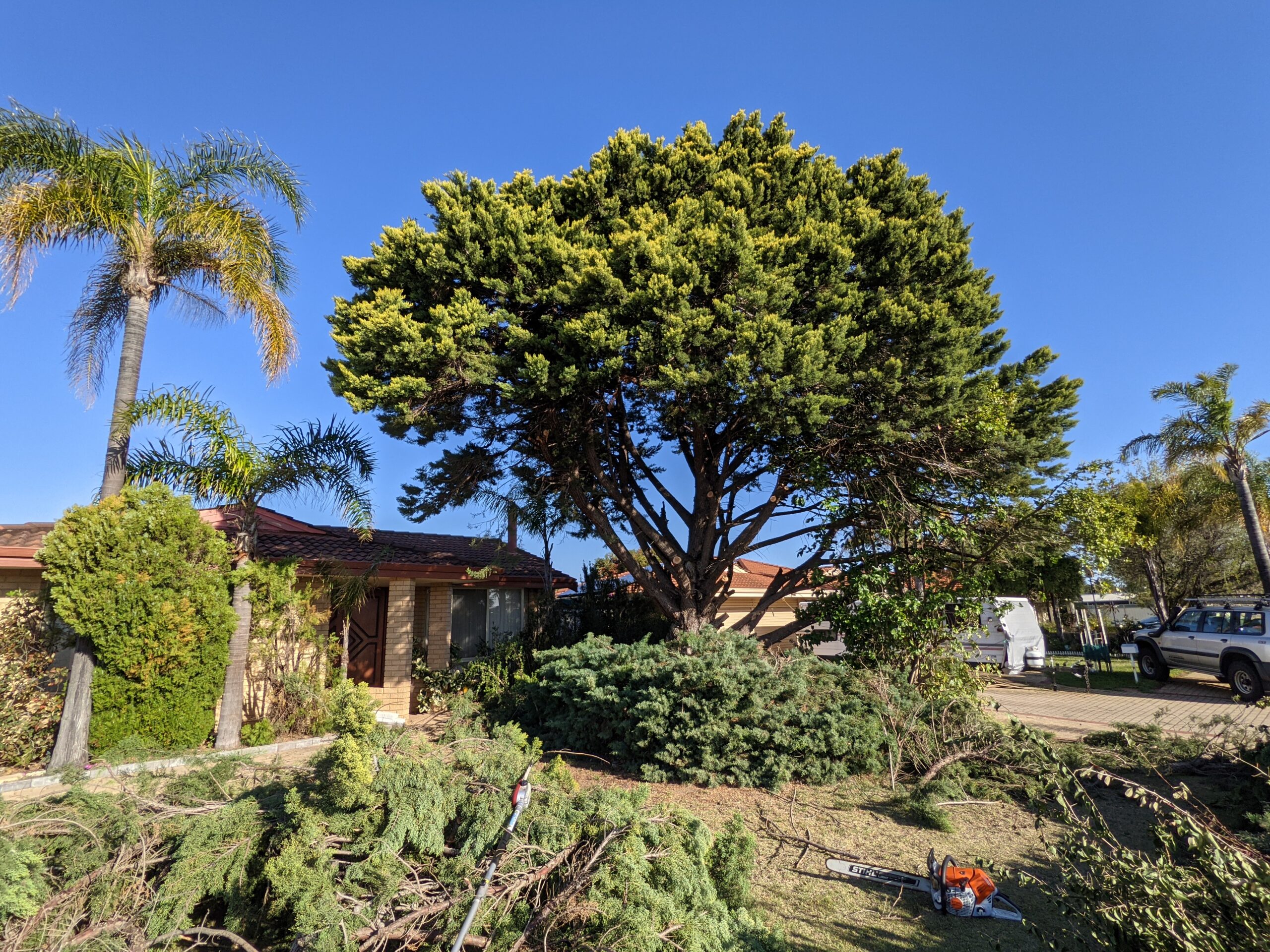 large tree removal at front of property